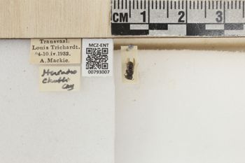 Media type: image;   Entomology 793007 Aspect: Labels